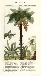 Westindischer Baumfarn, Cyathea arborea, Weinrebenfarn, Microgramma piloselloides, anmutiger Farn, Niphidium crassifolium, grober Quastenfarn, Huperzia phlegmaria, Hirschhorn-Bärlapp, Lycopodiella cernua, Wasser-Schachtelhalm