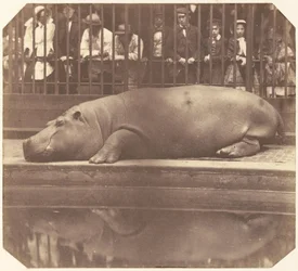 Das Nilpferd im Zoologischen Garten, Regent