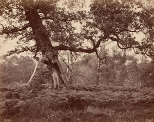 Baumstudie, ca. 1870