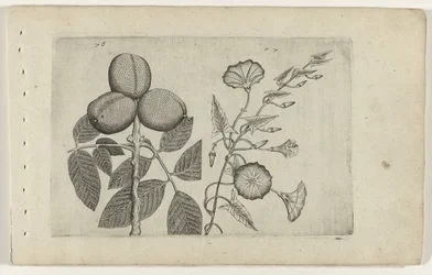 Walnussbaum und Ackerwinde Cognoscite lilia (Serientitel)