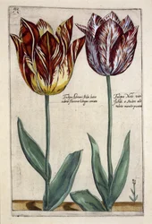 Tulipa Adriani Bilsi und Tulipa Nob viri Johan a Seulen, aus 