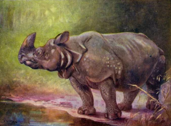 Im Zoo: Nashorn