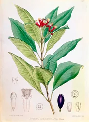 Gewürznelke, Blütenknospe von Syzygium aromaticum Eugenia carophyllata
