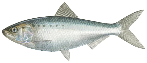 Amerikanischer Shad
