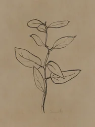 Eukalyptus Setzling
