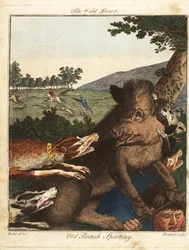 Jäger und Hunde jagen einen Wildschwein in England