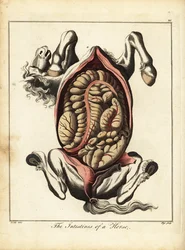 Die Eingeweide eines Pferdes. 1792