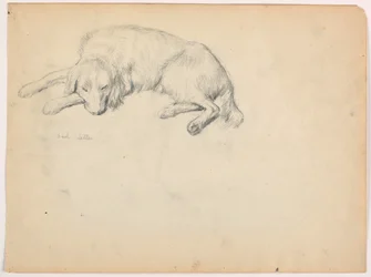 Zeichnung, Dash (ein Setter), ca. 1862