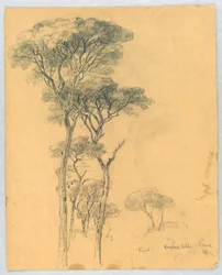 Studie von Kiefern, Villa Borghese, Rom