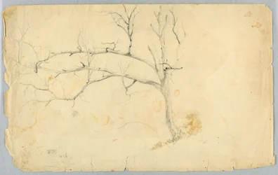 Studie eines blattlosen Baumes