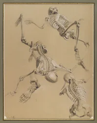 Studie von Skeletten, 1848