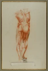 Écorché (Figurenstudie der Muskulatur), ca. 1848