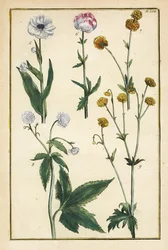 Trollblume, Trollius europaeus, und andere Arten von Hahnenfuß, Ranunculus glacialis, usw.