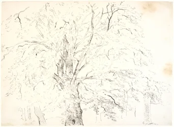 Studie einer mächtigen Baumkrone