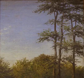 Studie von Unterholz und hohen Bäumen, Fünen