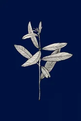 Elegante botanische Zeichnung