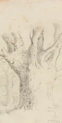 Baum