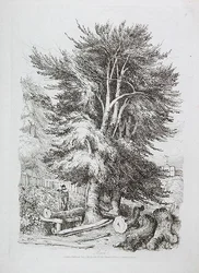 Buche Nr. 18, Illustration aus Progressive Lessons on Landscape for Young Beginners, 1816 (Weichgrundradierung)
