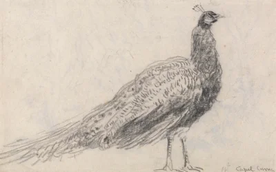 Pfau bei Capel Curig
