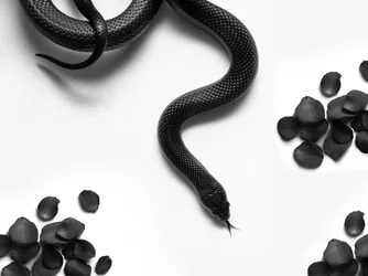 Schwarze Schlangenrosen