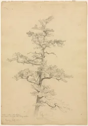 Kiefer, Conway, New Hampshire (recto), Landschafts- und Baumstudien (verso), ca. 1851