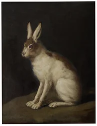 Hase