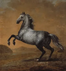 Der kleine Engländer, Pferd von König Karl XI. (1655-97)