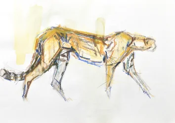 Gepard, 2020