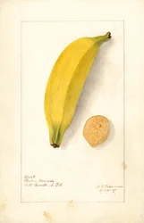 Bananen (Musa: Platano Morado)