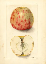 Bittergruben-Äpfel (Malus domestica)