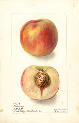 Pfirsiche (Prunus persica: Carmen)