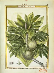 Brotfrucht (Artocarpus altilis), Aquarell von Delahaye