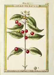 Pinsel-Kirsche (Eugenia pseudo-pridium), Aquarell von Delahaye