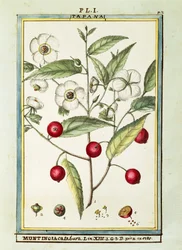 Jamaika-Kirsche (Muntingia calabura), Aquarell von Delahaye