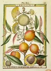 Malabar-Pflaume oder Rosenapfel (Eugenia Jambos oder Syzygium Jambos), Aquarell von Delahaye