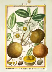 Mammee-Apfel (Mammea americana), Aquarell von Delahaye