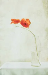 Zarte Mohnblumen in Vase