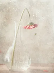 Verblassende rosa Blüte