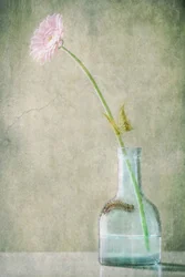 Rosa Gänseblümchen und Raupe