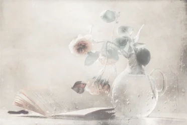 Sanfte Rosen Offenes Buch