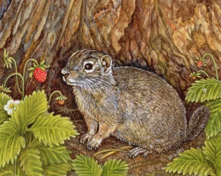 Eagle Creek, Wilde Erdbeere, Erdhörnchen, 1995