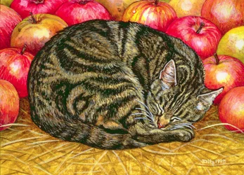 Linkshändiger Apfel-Katze, 1995