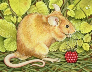 Die Himbeermaus