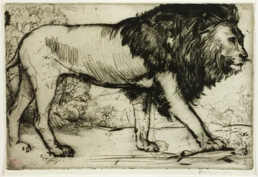Ein Löwe