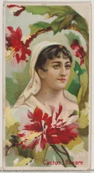 Kaktus: Vorsicht, aus der Serie Blumenpracht und Blumensprache N75 für Duke (1892)