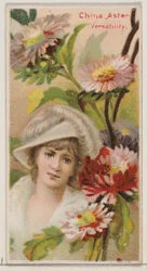 China-Aster: Vielseitigkeit, aus der Serie Floral Beauties and Language of Flowers N75, 1892