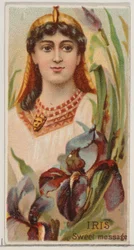 Iris: Süße Botschaft, aus der Serie Floral Beauties and Language of Flowers N75 für Duk..., 1892