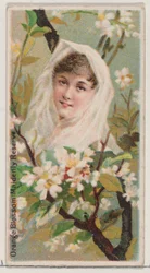 Orangenblüte: Mädchenhafte Zurückhaltung, aus der Serie Blumen-Schönheiten und Sprache der Blumen