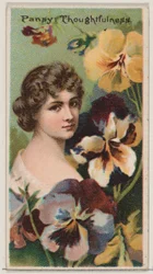 Stiefmütterchen: Nachdenklichkeit, aus der Serie Floral Beauties and Language of Flowers N75 für D..., 1892