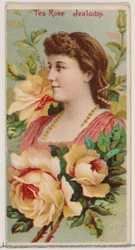 Teerose: Eifersucht, aus der Serie Blumenschönheiten und Blumensprache N75 für Duke, 1892